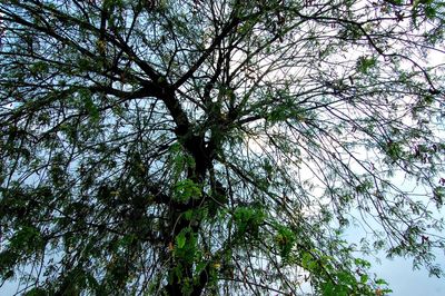 Low angle view of trees against sky