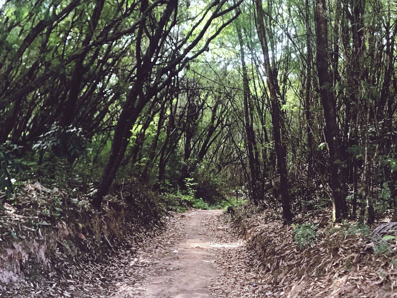 tree, plant, direction, forest, the way forward, land, footpath, tranquility, nature, no people, growth, beauty in nature, road, dirt, day, tranquil scene, diminishing perspective, non-urban scene, dirt road, outdoors, woodland, trail