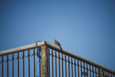 Low angle view of bird perching on railing against clear blue sky