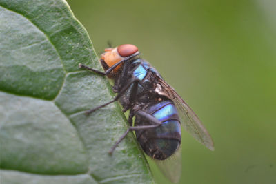Close-up of insect on leaf