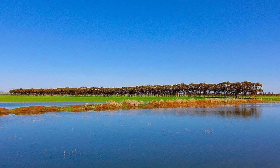 blue, reflection, clear sky, nature, water, scenics, lake, sky, outdoors, wetland, beauty in nature, landscape, large group of animals, no people, day