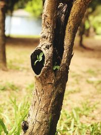 Close-up of bird perching on tree trunk