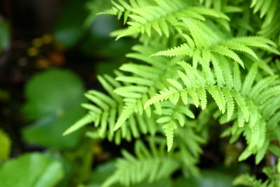 Close-up of green leaves on branch