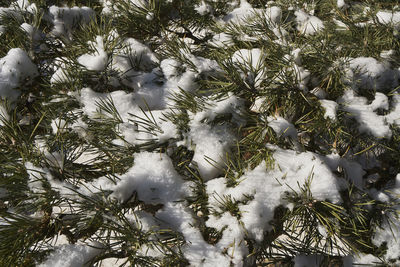 Close-up of white bird on tree during winter