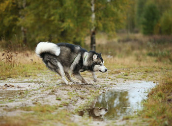 Full length of a dog drinking water