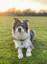 Close-up of dog on grassy field