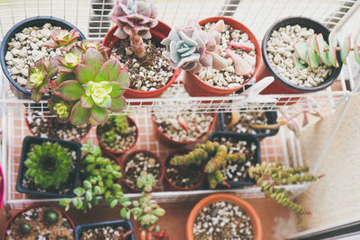 High angle view of potted plants