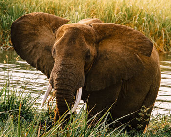 Close-up of elephant