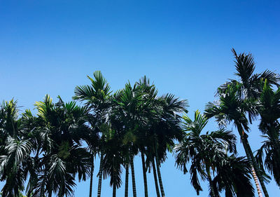 Low angle view of palm trees against clear blue sky