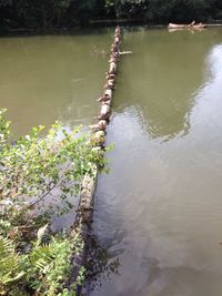 Reflection of trees in water