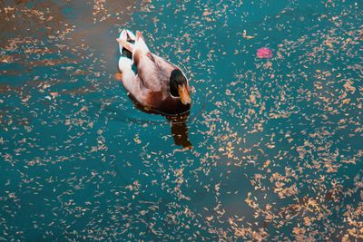 High angle view of duck swimming in lake