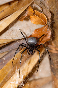 Close-up of spider