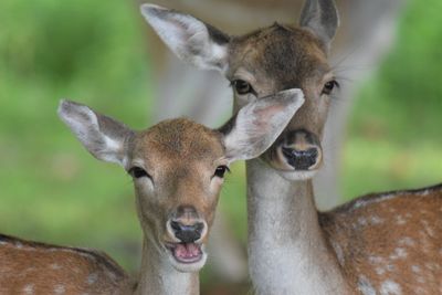 Close-up portrait of deer