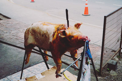 High angle view of dog standing on footpath