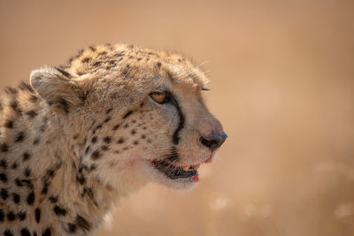 Cheetah hunting in forest