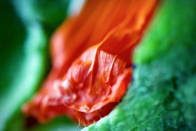 Close-up of orange rose flower