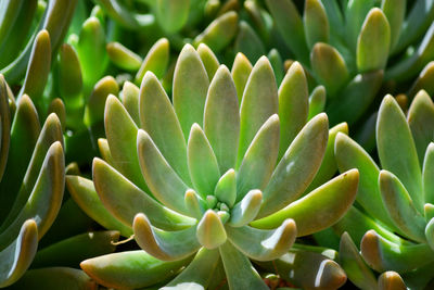 Close-up of succulent plant