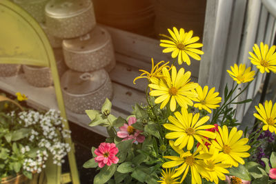 High angle view of potted plant