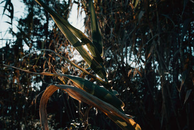 Low angle view of bamboo trees in forest