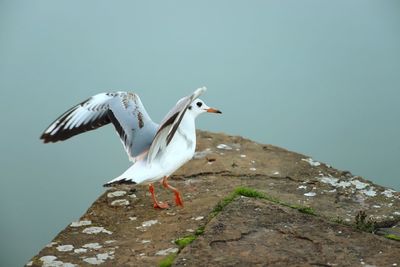 Seagull flying over rock