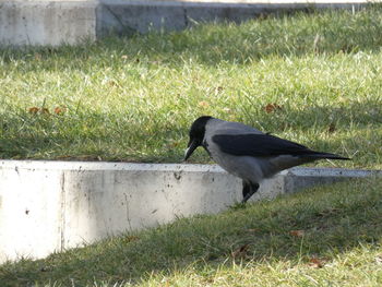 Side view of bird on field