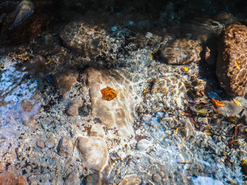 View of turtle in sea