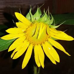 Close-up of wet yellow flower