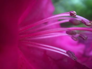 Close-up of pink flower