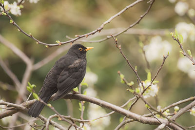 Close-up of blackbird perching on branch