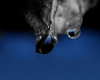 Close-up of water drop on snow