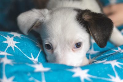 Close-up portrait of puppy relaxing on bed