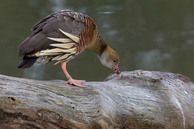 Close-up of duck perching on wood by lake