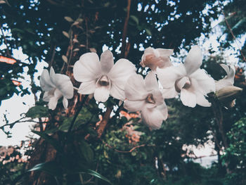 Close-up of white cherry blossoms