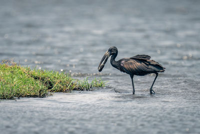 Close-up of bird in lake