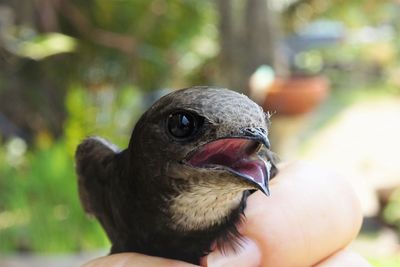 Close-up of hand holding bird