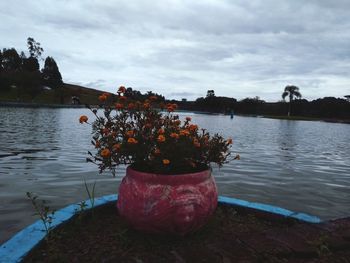 Flowers by lake against sky