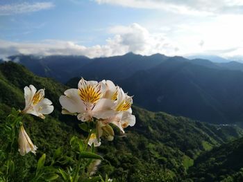 Close-up of white flowering plants against mountain