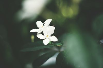 Close-up of white flowering plant