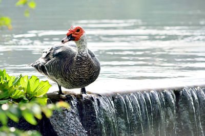 Close-up of bird perching on lake