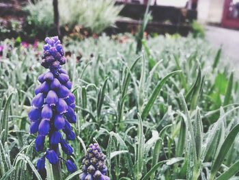 Close-up of purple flowers blooming outdoors