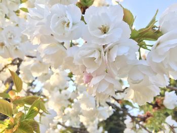 Close-up of fresh apple blossoms in spring