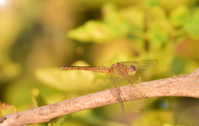 Close-up of dragonfly on leaf