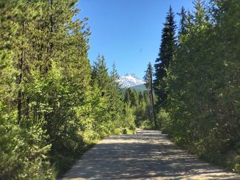 Road amidst trees in forest