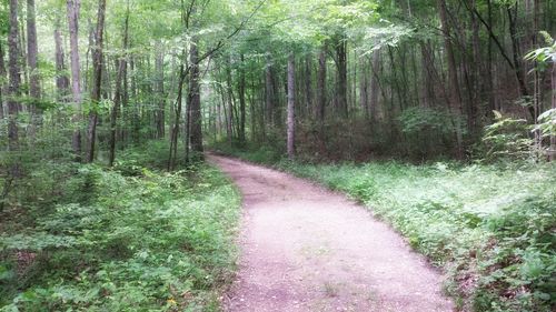 Road passing through forest