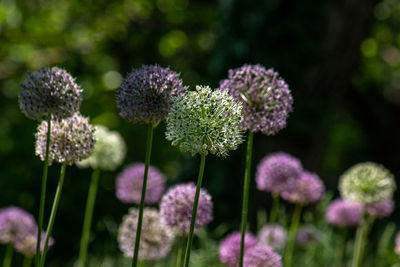 Close-up of purple flowering plants on field