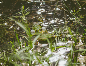 Close-up of duck in lake