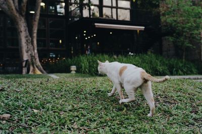 Dog standing in field