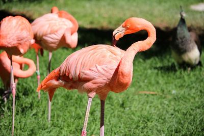 Flock of flamingo birds on field