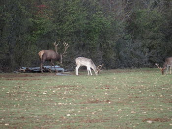 Horse grazing on field