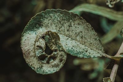 Close-up of dried plant